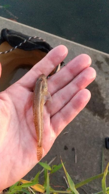 ハゼ釣り～暑い‼࿠…