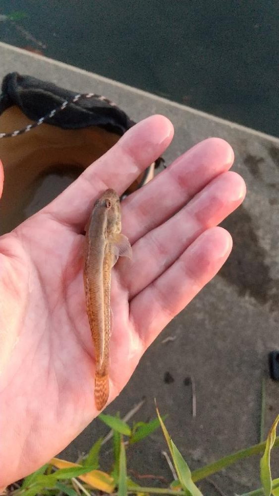 ハゼ釣り～暑い‼️