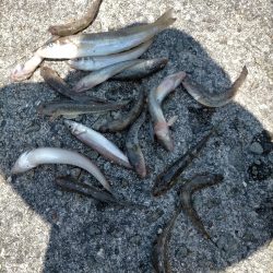 ハゼが多めでした！