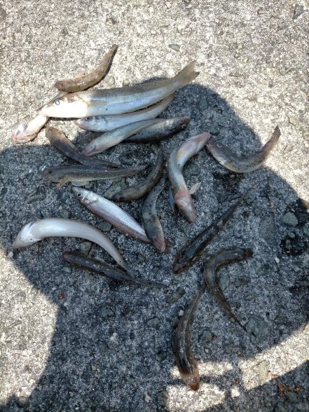 ハゼが多めでした！