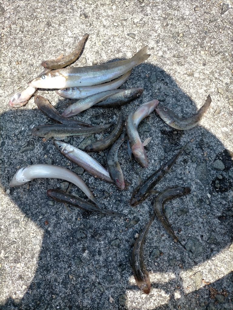 ハゼが多めでした！