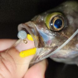 まだまだ梅雨メバル