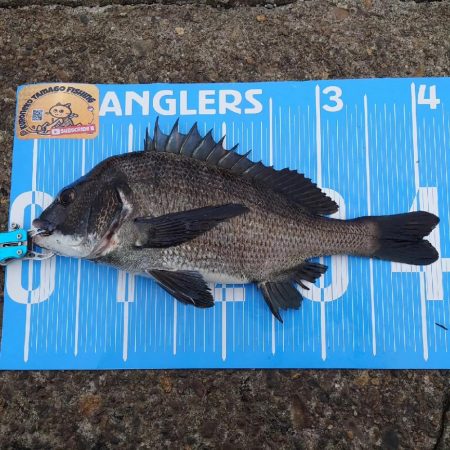 今日は、ふかせ釣り第7戦💦…