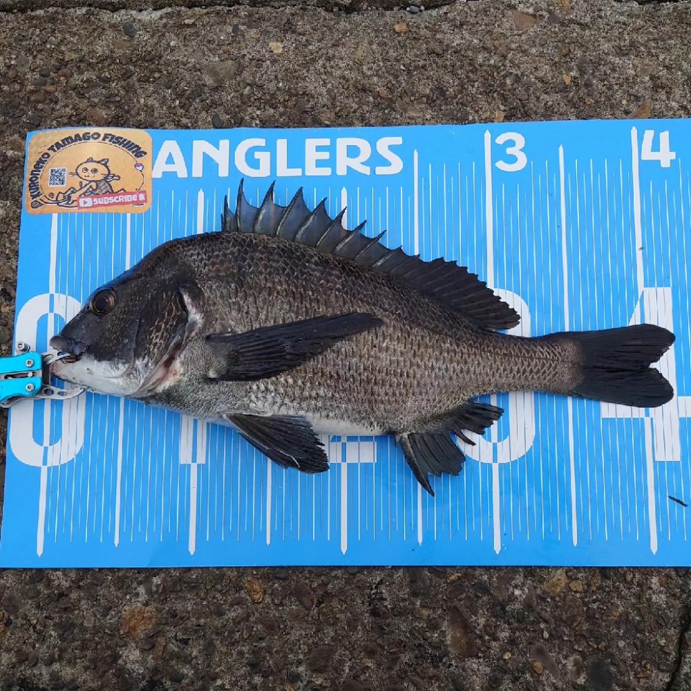 今日は、ふかせ釣り第7戦💦