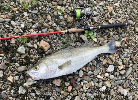 ががっときました。