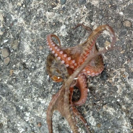 タコ釣り