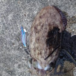 夏休みのイカ釣り