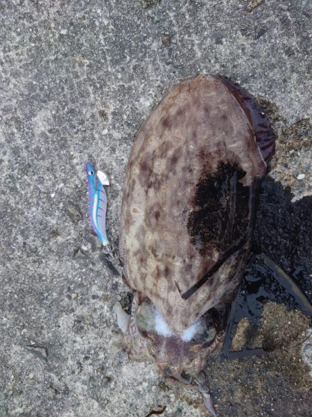 夏休みのイカ釣り