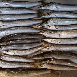 夕まづめのカマス