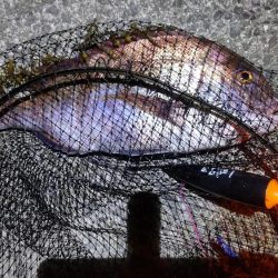 尺アジ狙いがまさかの大物