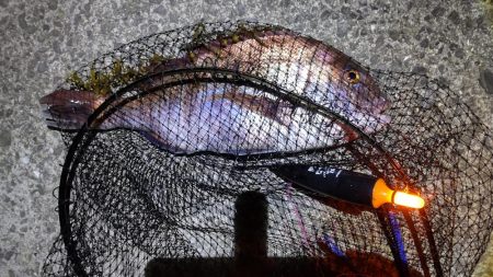 尺アジ狙いがまさかの大物