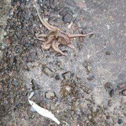 タコタコタコタコ