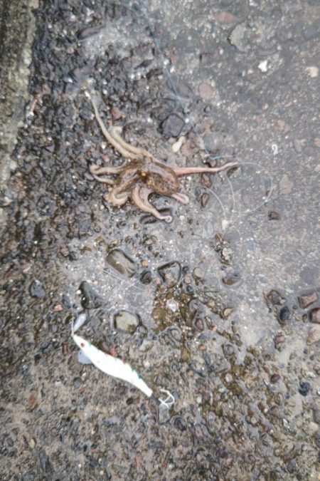 タコタコタコタコ