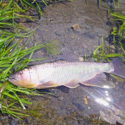 初めてのケタバス釣行