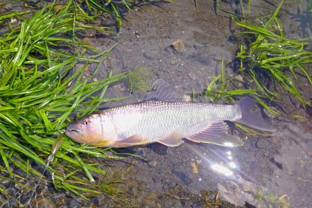 初めてのケタバス釣行