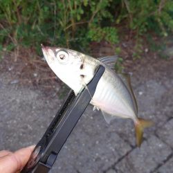 一つ謎が解けた