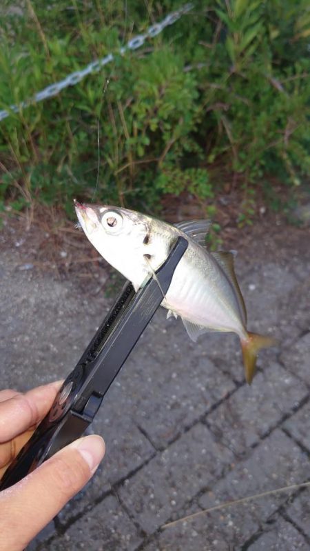 一つ謎が解けた