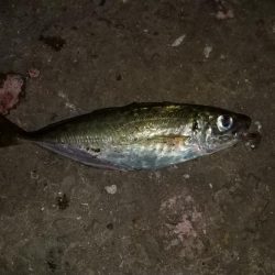 アジが釣りたくて