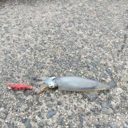 昼下がりのケンサキ