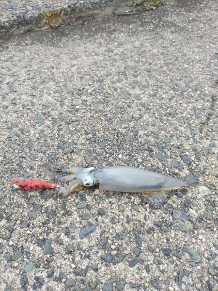 昼下がりのケンサキ