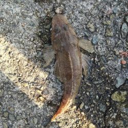 キス釣りだったけど