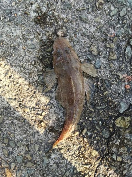 キス釣りだったけど