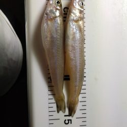 キス釣りで色々釣れました