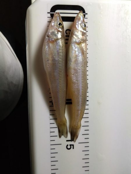 キス釣りで色々釣れました