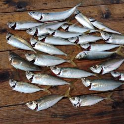 筏でアジ、サゴシ不漁