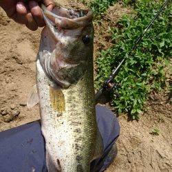 真っ昼間のサイトフィッシング