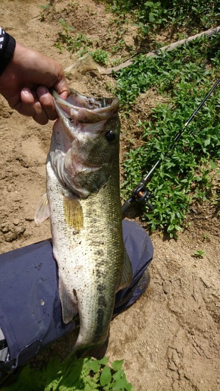 真っ昼間のサイトフィッシング