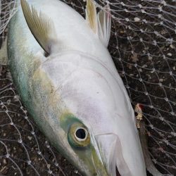 青物釣行