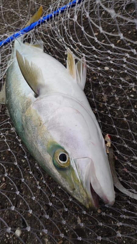 青物釣行