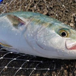 青物釣行ぱーと2