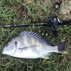 早朝デイチニング