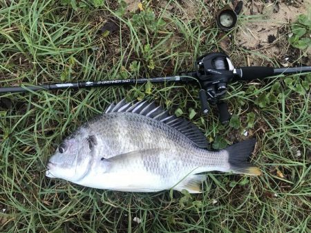 早朝デイチニング