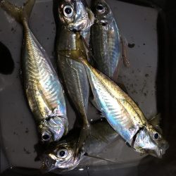 久々のアジング