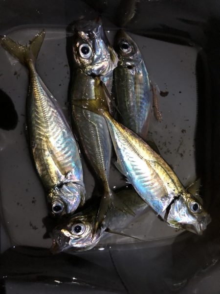 久々のアジング