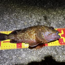 アジュール舞子アナゴ狙いバケモノサイズのガシラが釣れる!?