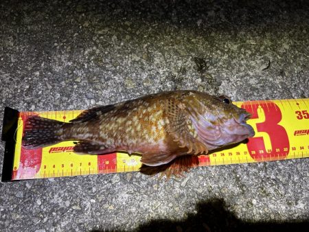 アジュール舞子アナゴ狙いバケモノサイズのガ…