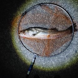 シーバス70cm 1年ぶり(^^;)