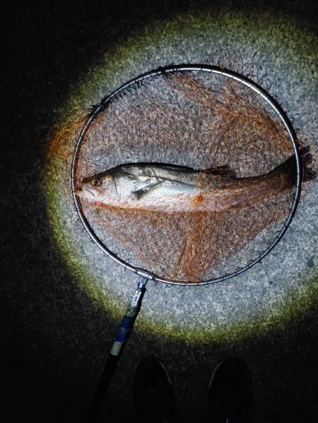 シーバス70cm 1年ぶり(^^;)