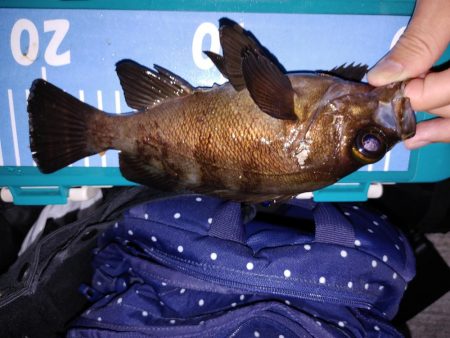 エギング　アジング　メバリング