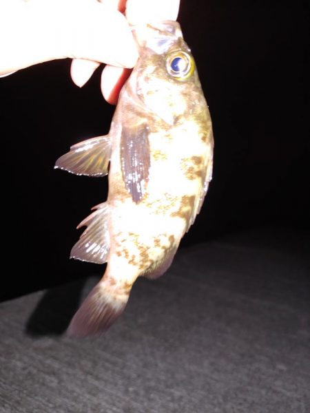 エギング　メバリング