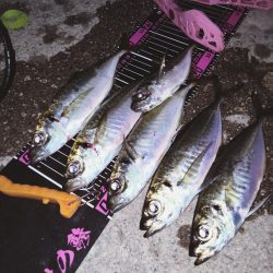 まさかの、アジング