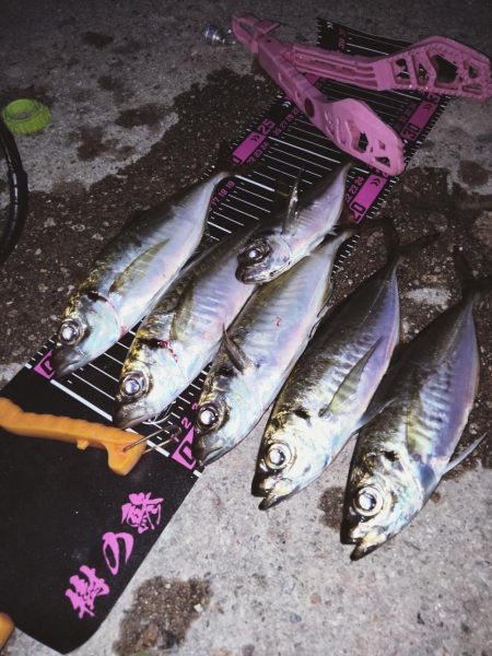 まさかの、アジング