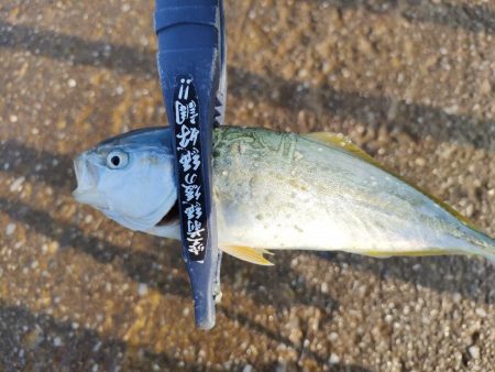今シーズン初釣果