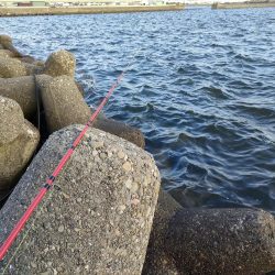 テトラで夕方に