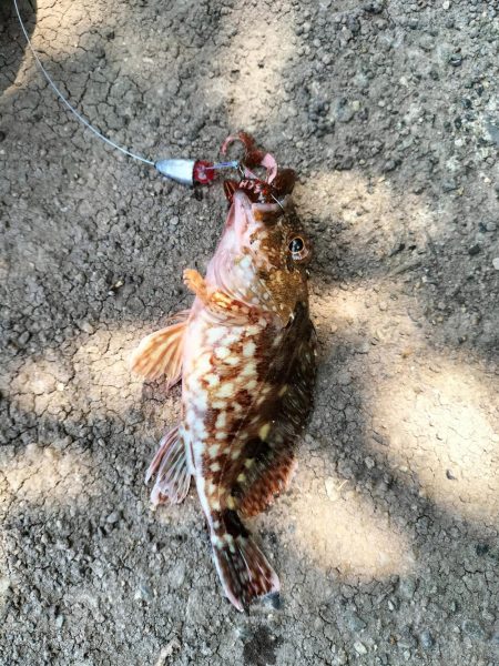 ロックフィッシュ狙いに