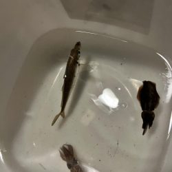 アオリイカの新子